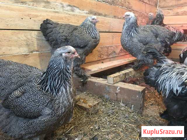 Инкубационные яйца и цыплята брама Киров - изображение 1