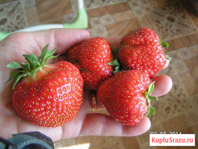 Рассада клубники Кумены - изображение 1