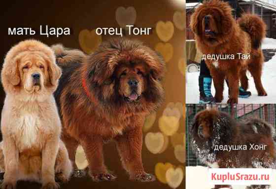 Черный красавец тибет Сыктывкар