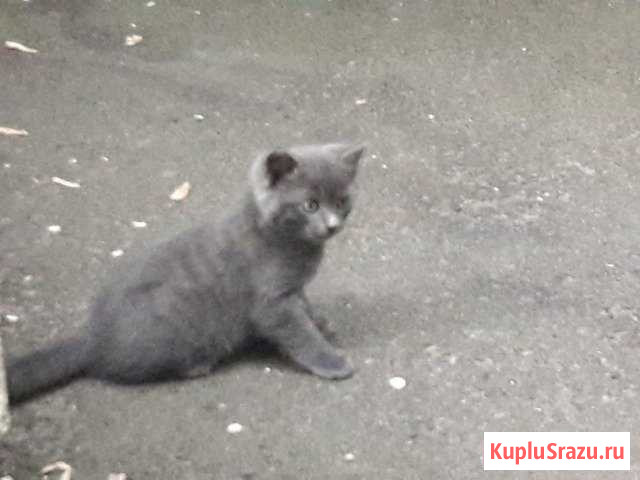 Котята ищут дом Курчатов - изображение 1
