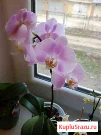 Орхидея Кисловодск