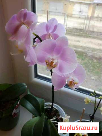 Орхидея Кисловодск - изображение 1