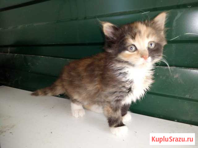 Котенок Рыльск - изображение 1
