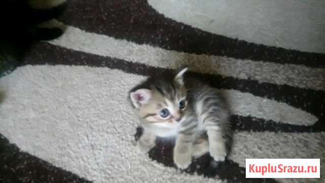 Котята Лебедянь - изображение 1