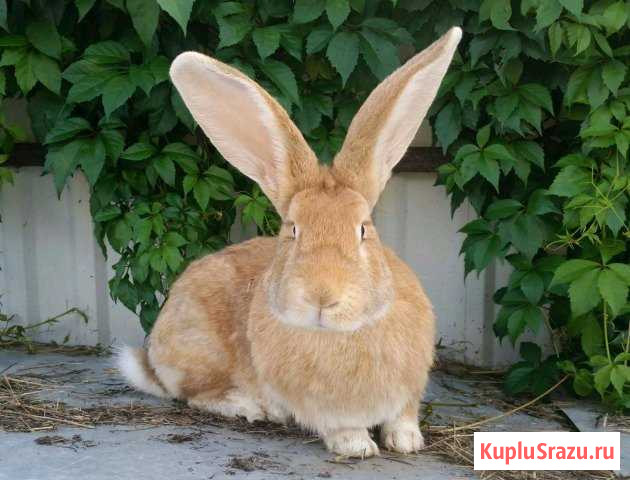 Кролики крупной породы Ризен Козьмодемьянск - изображение 1