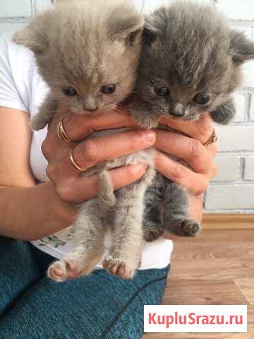 Продаются котята Минеральные Воды - изображение 1