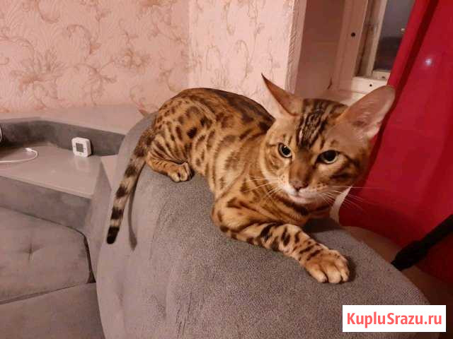 Кот Бенгальский Новый Уренгой - изображение 1