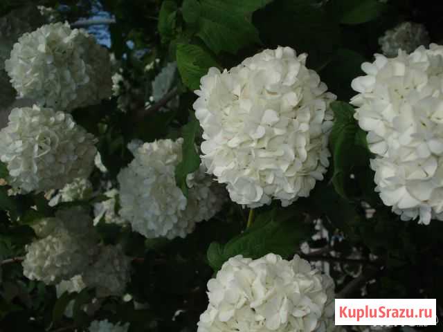 Кустарник Бульденеж Рязань - изображение 1