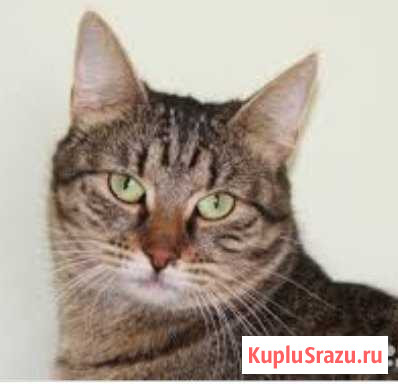 Отдам в добрые руки кошку-мышеловку Новокуйбышевск - изображение 1