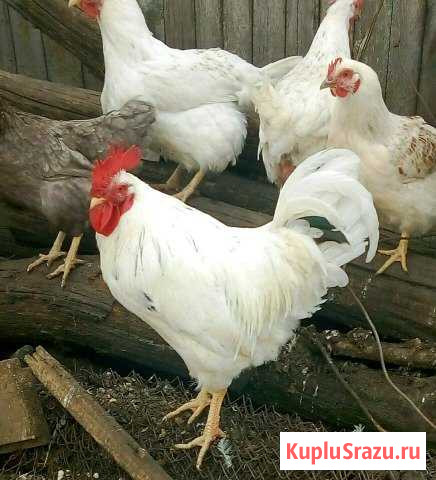 Петух Аткарск - изображение 1