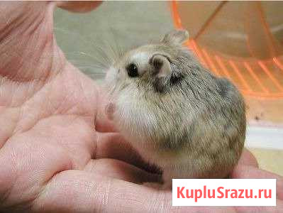 Хомячки Робаровского Грицовский - изображение 1