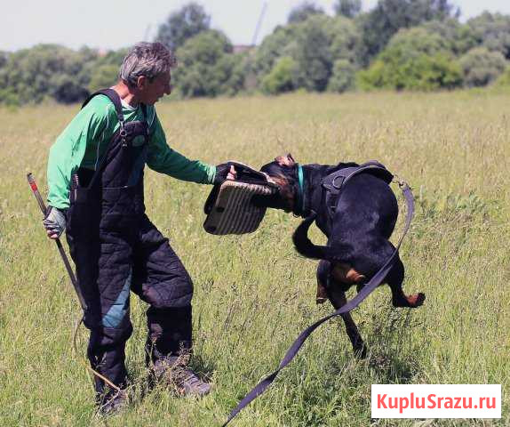 Ротвейлер 4л. Вязка с официальной родословной РКФ Тула - изображение 1