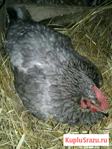 Домашний Алхан-Кала - изображение 1