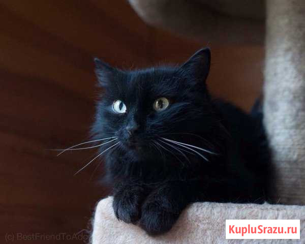 Пристраивается сибирская кошечка Москва - изображение 1