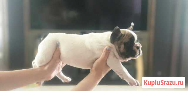 Щенки французского бульдога Подольск - изображение 1