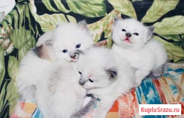 Котята породистые Коломна - изображение 1