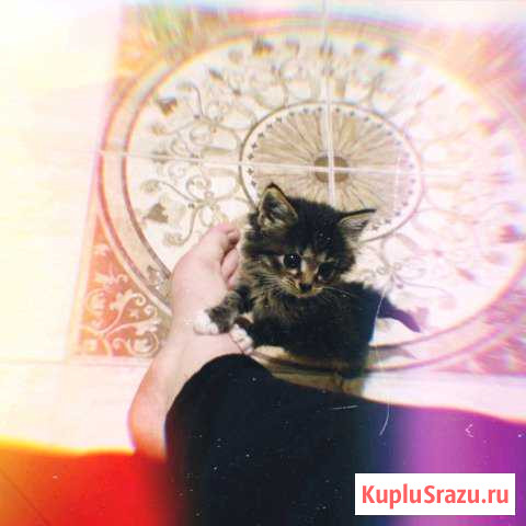 Котенек Дмитров - изображение 1