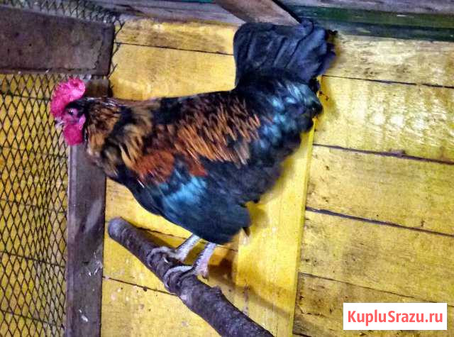 Петухи Талдом - изображение 1