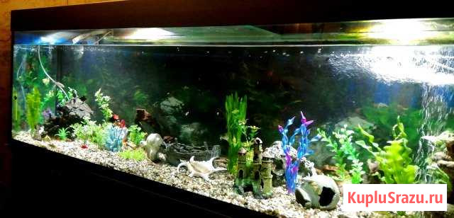Продаю аквариум Ногинск - изображение 1