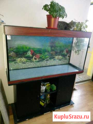 Аквариум Голицыно - изображение 1