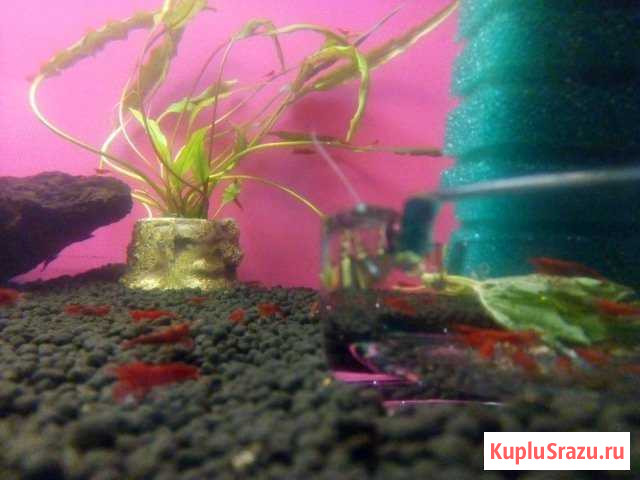 Креветки кровавая мерри и шоколадные Софрино - изображение 1