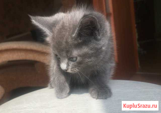 Котёнок в надёжные руки Москва - изображение 1