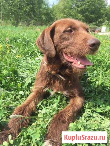 Гришино дратхаар найденыш Чехов - изображение 1