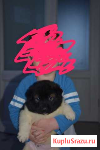 Щенкий американская акита Луховицы - изображение 1