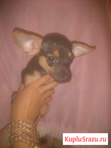 Отдам тоя Воскресенск - изображение 1