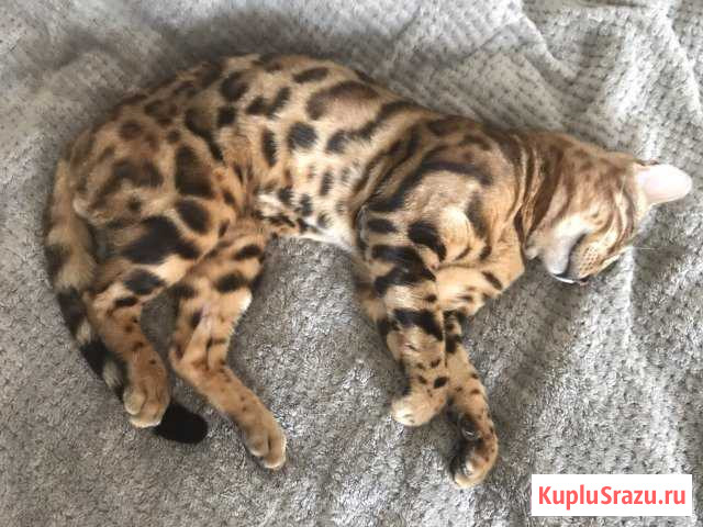 Бенгальские Ликино-Дулево - изображение 1