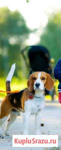 Бигль для вязки Егорьевск - изображение 1