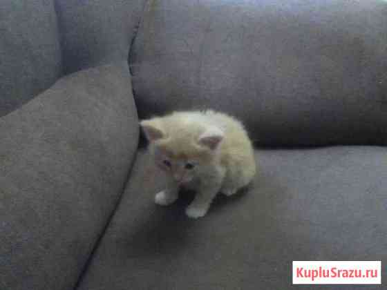 Котёнок Пушкино