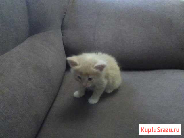 Котёнок Пушкино - изображение 1
