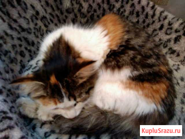 Молодая ручная кошечка Ватутинки - изображение 1