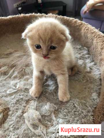 Продажа котят Серпухов - изображение 1