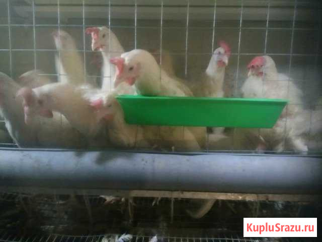 10 кур с клеткой. Все готово Ступино - изображение 1