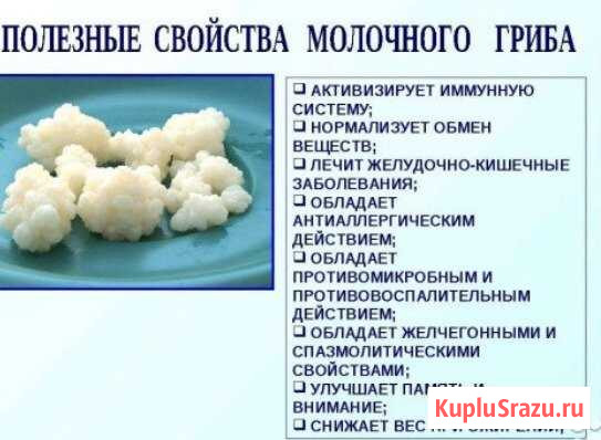 Тибетский молочный гриб Лосино-Петровский - изображение 1