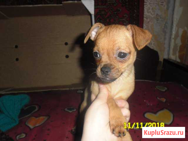 Игривый мальчик Электросталь - изображение 1