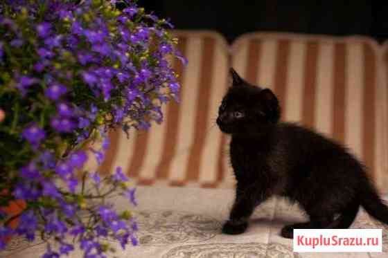 Котятки ждут знакомства с Вами Королев