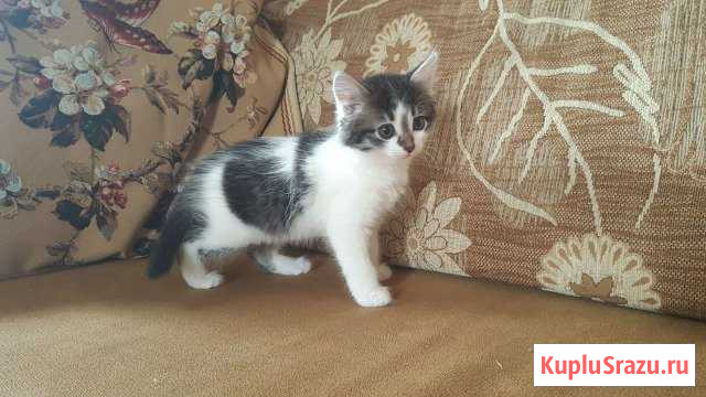 Отдаем малыша в заботливые руки Одинцово - изображение 1