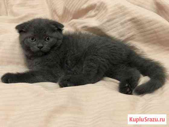 Британские котята Пушкино