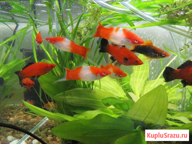 Рыбки, корма Серпухов - изображение 1