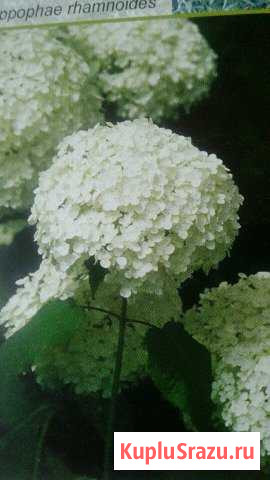 Гортензия Химки - изображение 1