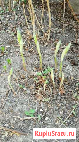 Купена Химки - изображение 1