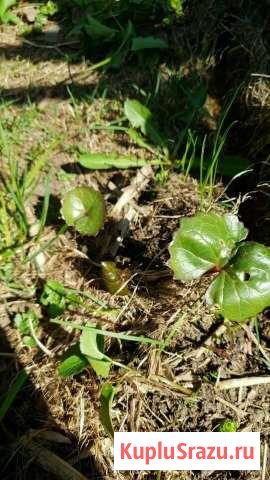 Бузина Химки - изображение 1