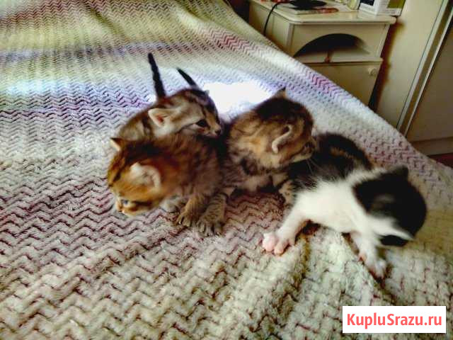 Котята Брюховецкая - изображение 1