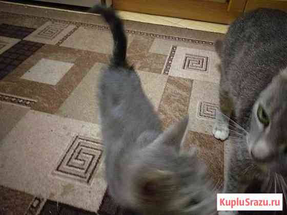 Котенок Крымск