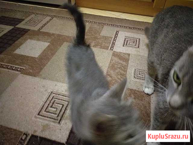 Котенок Крымск - изображение 1