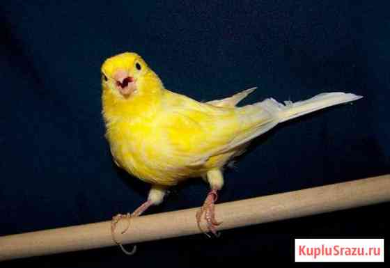 Продаются птицы - кеноры Ейск