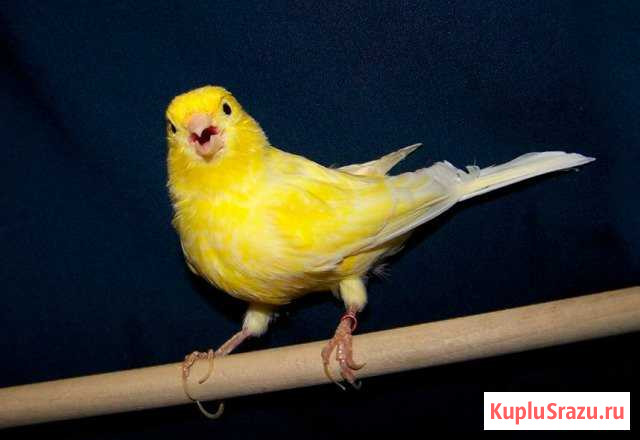 Продаются птицы - кеноры Ейск - изображение 1